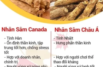 nhân sâm canada mang tính lạnh phù hợp cho doanh nhân chính trị gia