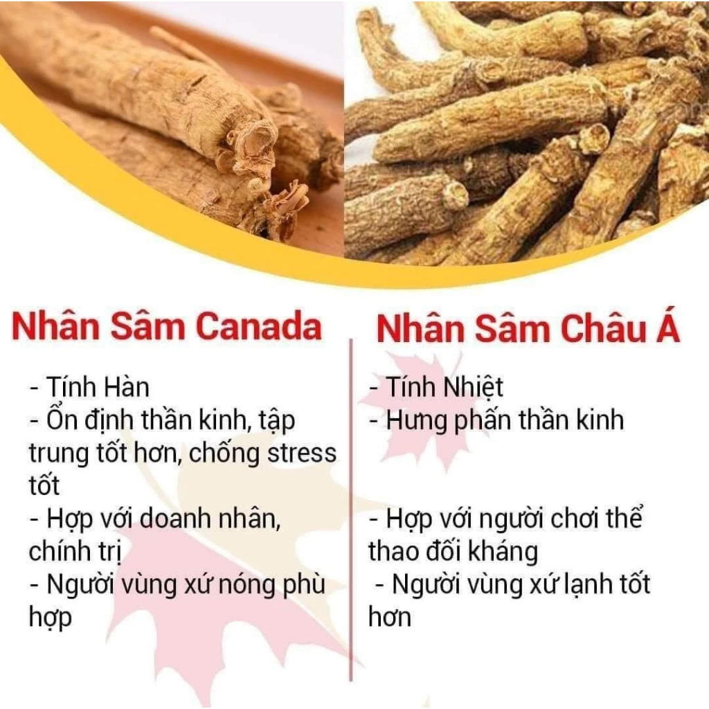 nhân sâm canada mang tính lạnh phù hợp cho doanh nhân chính trị gia