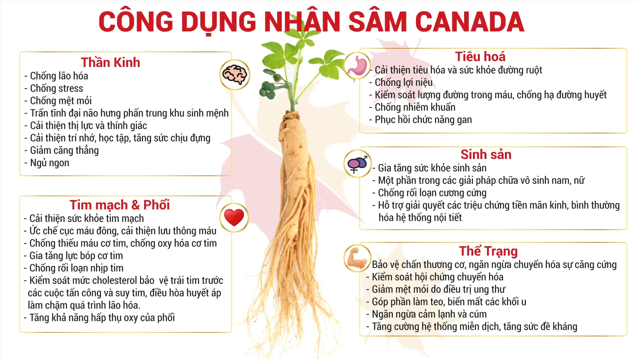 Nhân sâm táo đỏ hòa tan CND Ginseng - Ảnh 2